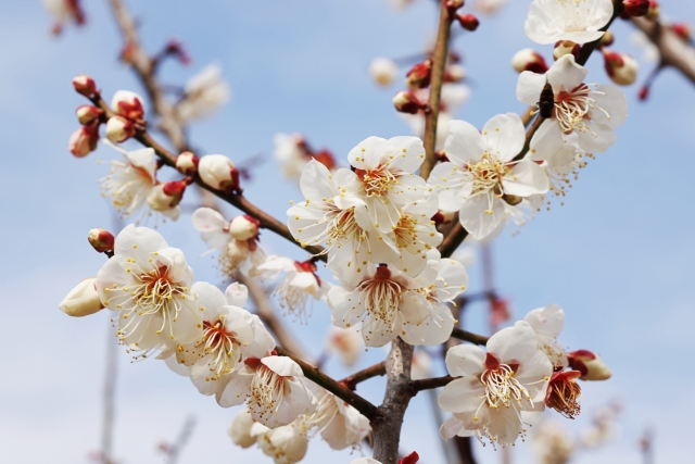 1月の保健だより